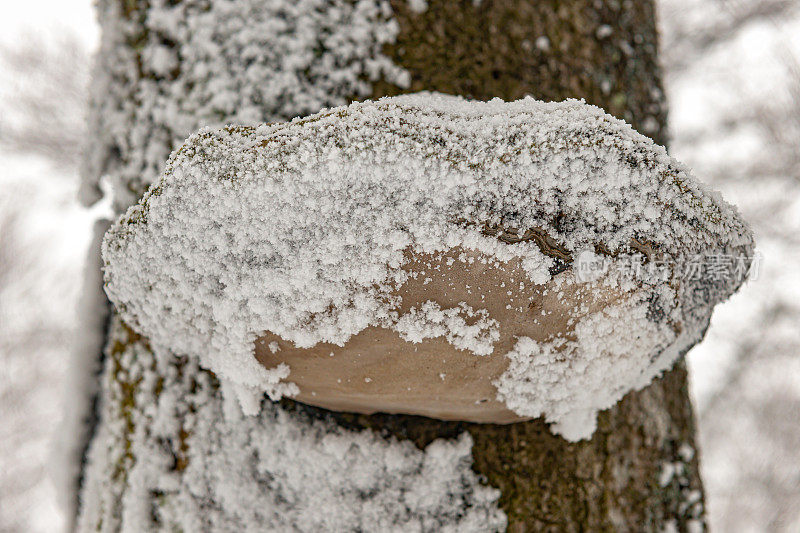 欧洲斯洛维尼亚Primorska冬季，雪背景上的一棵树干上的一种蘑菇(Inonotus obliquus)